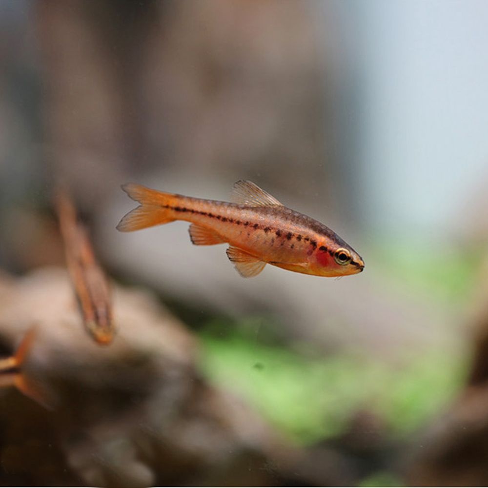 칸후 [M] 체리바브 5마리