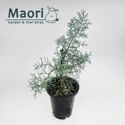 [자체제작]블루아이스 엘사트리 엘사나무 묘목 노지월동 공기청정식물 대성식물