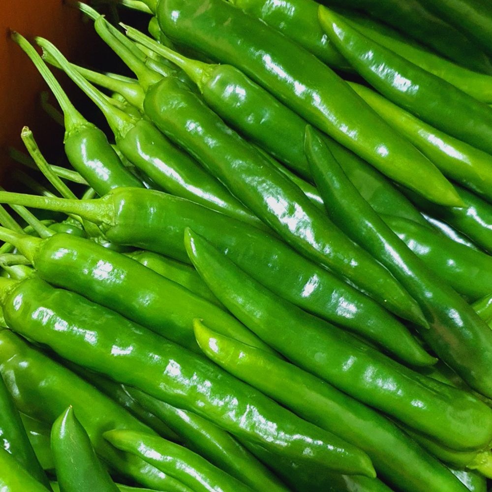 푸드앳홈 아삭한 오이맛 오이 고추 1kg (상,특)