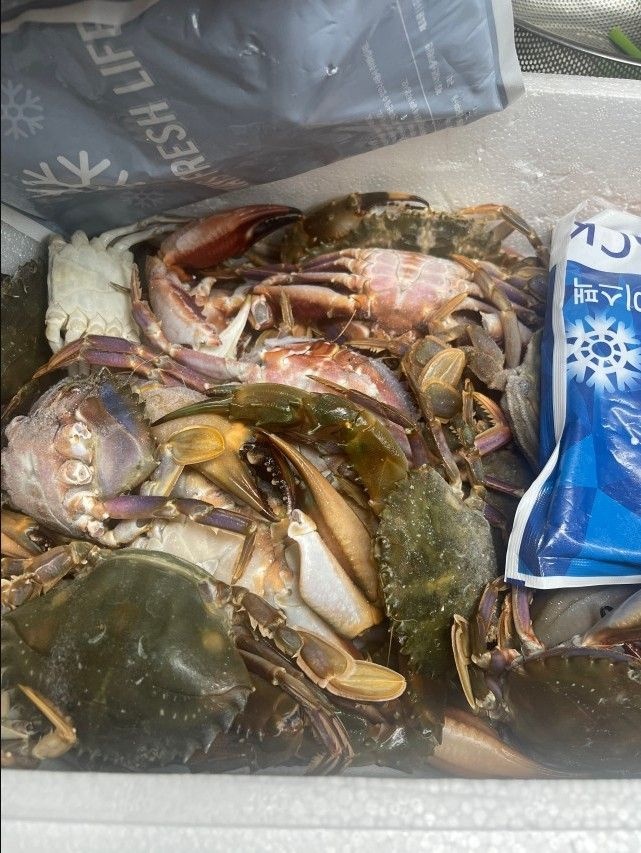 24년 신안 돌게 급냉 박하지 민꽃게 벌떡게 게장용 돌게장/돌게(암수구분X)중-3KG