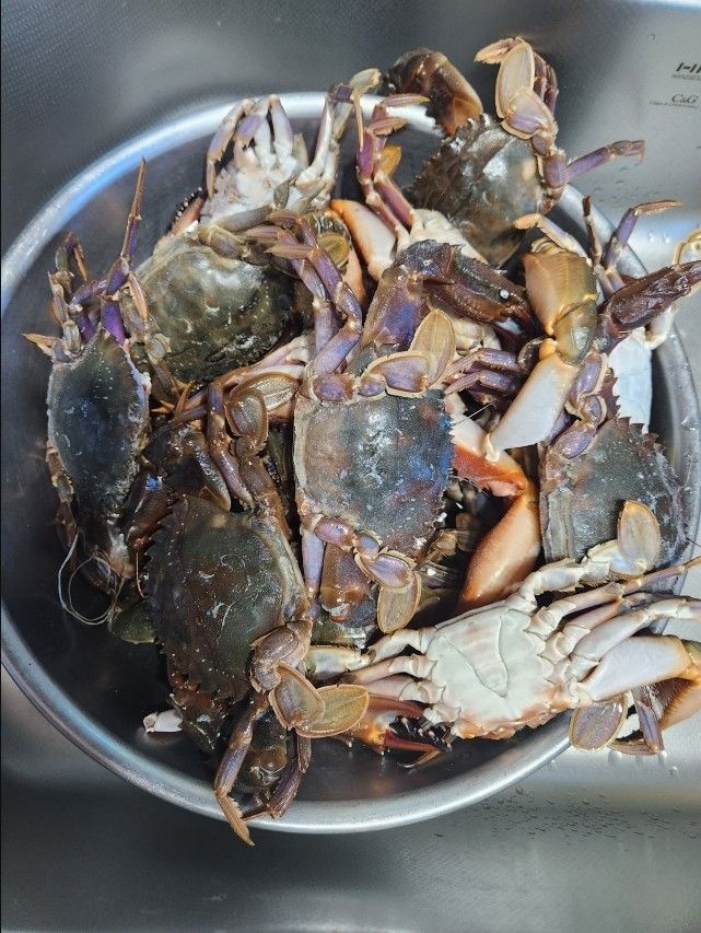 24년 신안 돌게 급냉 박하지 민꽃게 벌떡게 게장용 돌게장/돌게(암수구분X)대-2KG(숫게만)