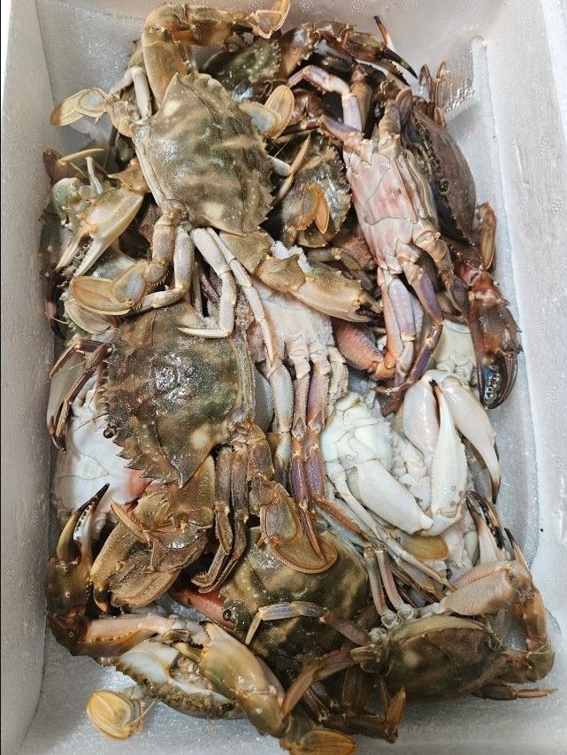 24년 신안 돌게 급냉 박하지 민꽃게 벌떡게 게장용 돌게장/돌게(암수구분X)중-2KG