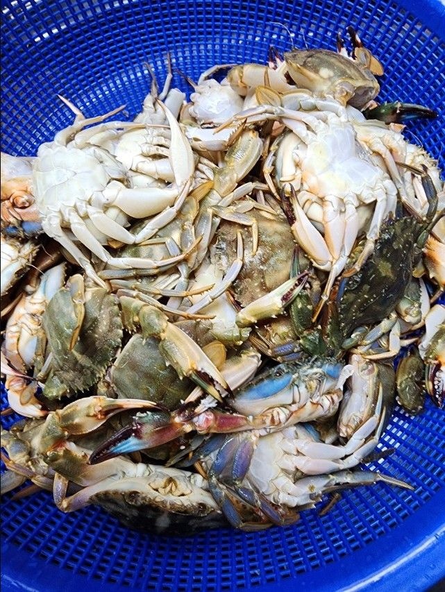 24년 신안 돌게 급냉 박하지 민꽃게 벌떡게 게장용 돌게장/돌게(암수구분X)소-3KG