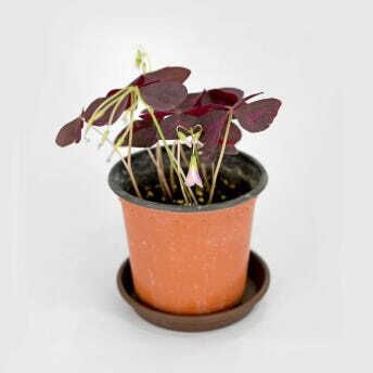 마이플랜트 (현대Hmall) 마이플랜트 보라 사랑초 소형 1개  구근식물 다년초 자주사랑초 노지월동 옥살리스