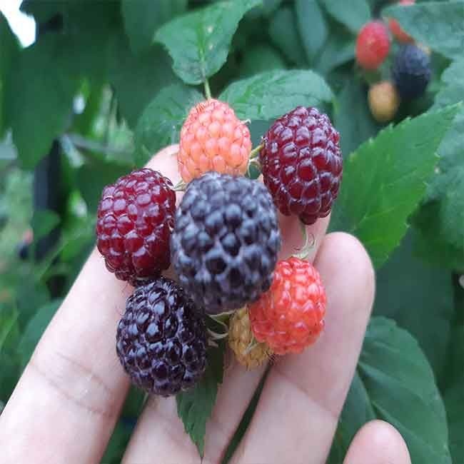 25년 전북 고창 냉동 토종복분자 상품 10kg/벌크포장