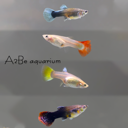 [오늘출발] [에이투비] 이쁜구피 암컷만 10마리 세트 / 암컷 / 10마리 / 랜덤발송