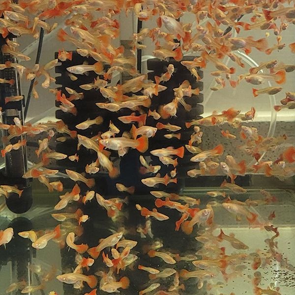 [오늘출발] 고정 구피 알비노 플레드  (유어 1.5 cm 전.후  5쌍 ( 10마리)