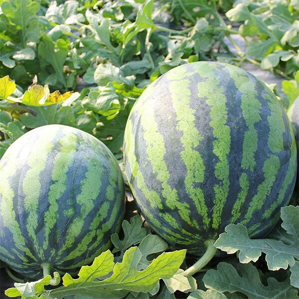 [지투지샵] 국내산 가정용 수박 8-9kg