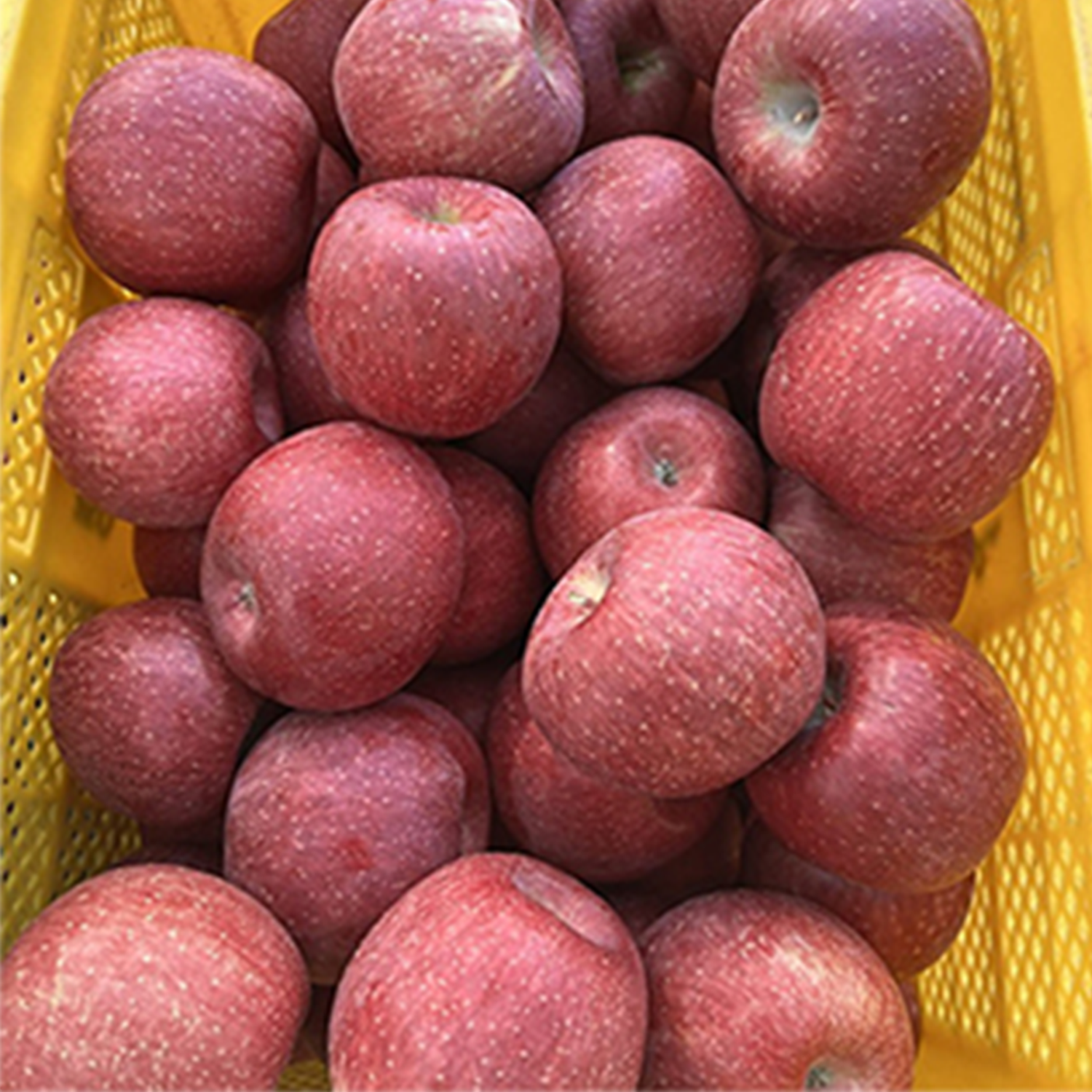 청송 아삭이 꿀 햇 사과 부사 10KG 대과