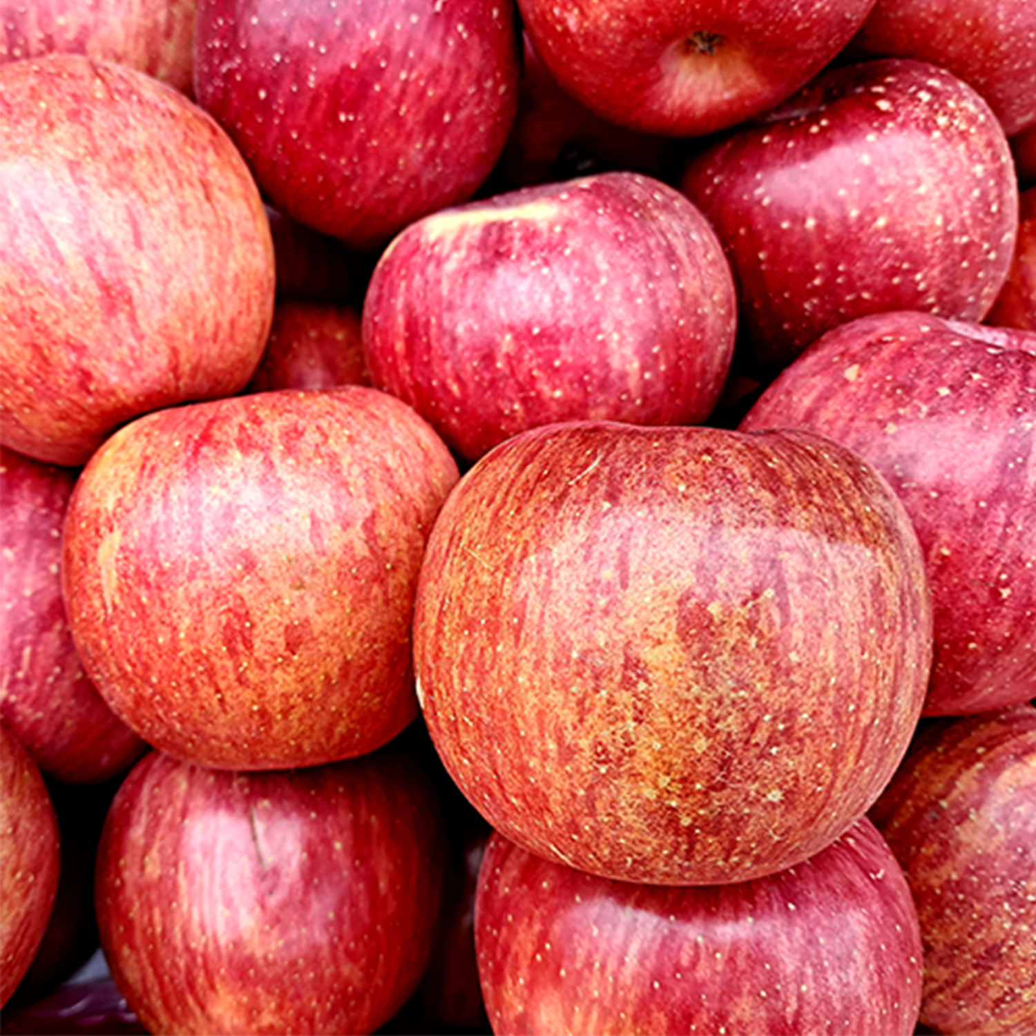 청송 꿀덩이 햇 사과 부사 10KG 대과