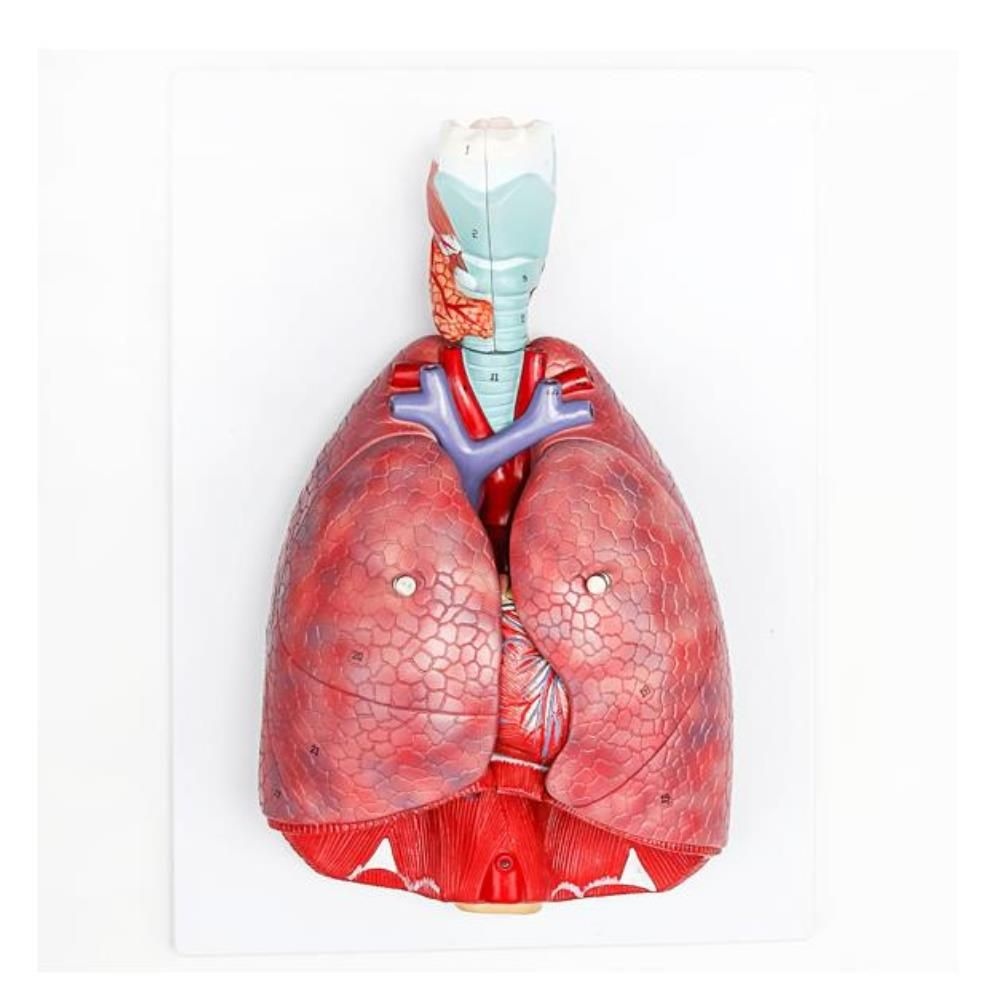 여성 근육계 3D 모델 - 다운로드 Anatomy on 3DModels.org, image size:1000x1000