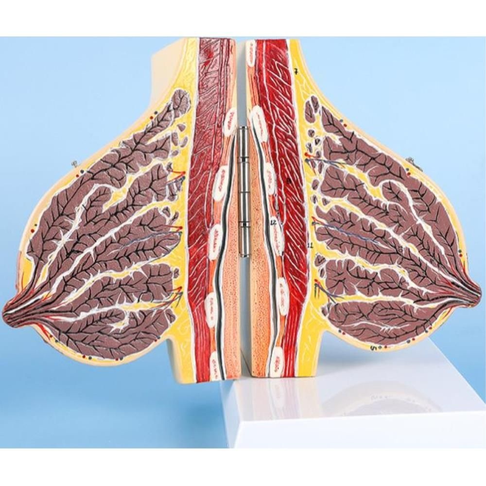 산부인과 임산부 여성 가슴 인체 해부 단면 모형 실험도구 신체기관 교구, image size:1000x1000