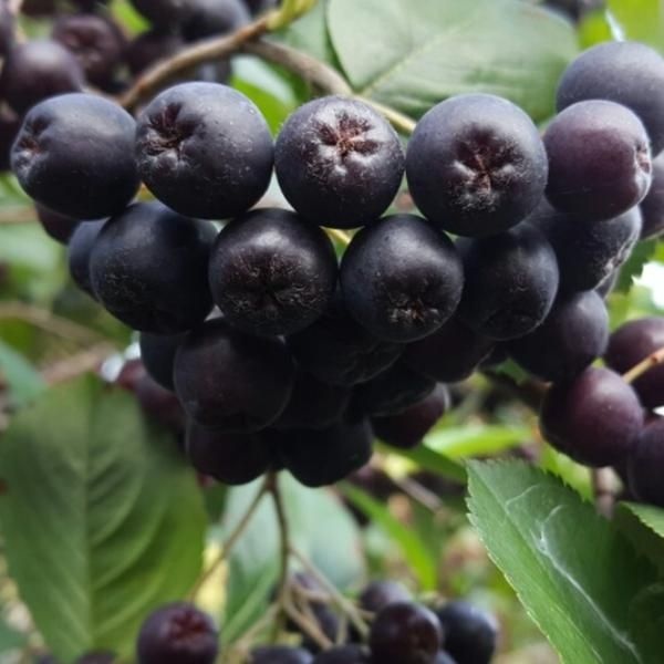 [하루미르 협력사]고창 아로니아 생과 원물 최상품 5kg 10kg