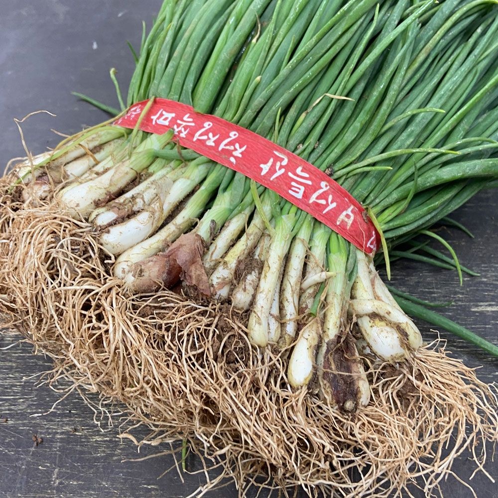 해풍맞고 자란 싱싱한 남도 노지 흙쪽파 1단 (약 1.3kg)