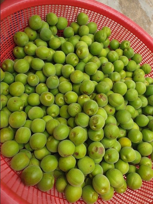 하동 광양매실 황매실 홍매실 청매실 남고매실왕특 장아찌용 생매실(청매실/10kg/특/3.5cm내외/매실청용)