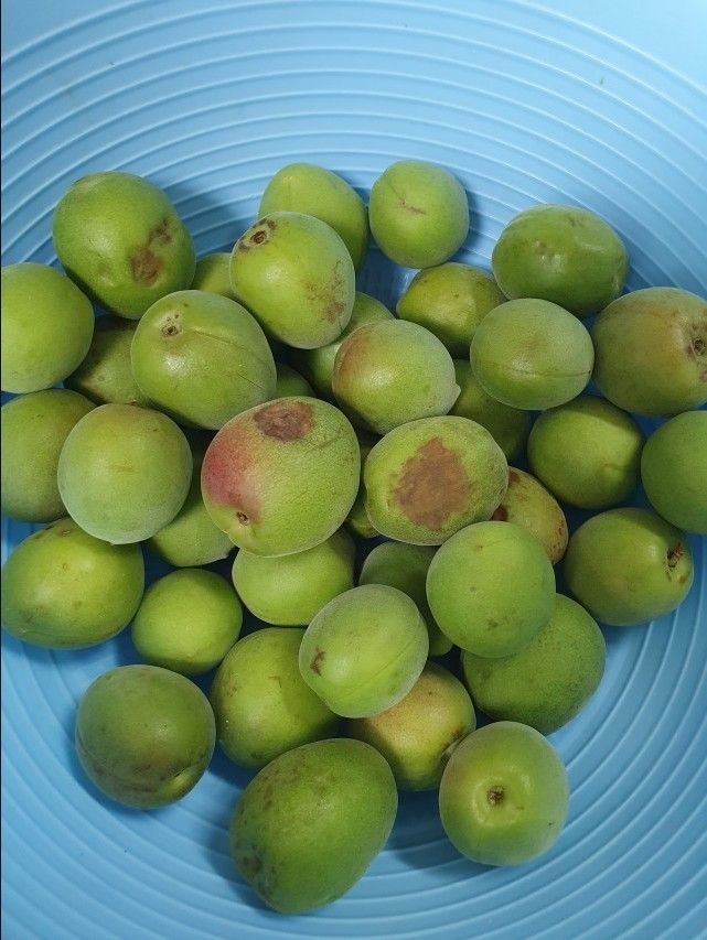 하동 광양매실 황매실 홍매실 청매실 남고매실왕특 장아찌용 생매실(청매실/5kg/로얄/4.1cm내외/장아찌용)