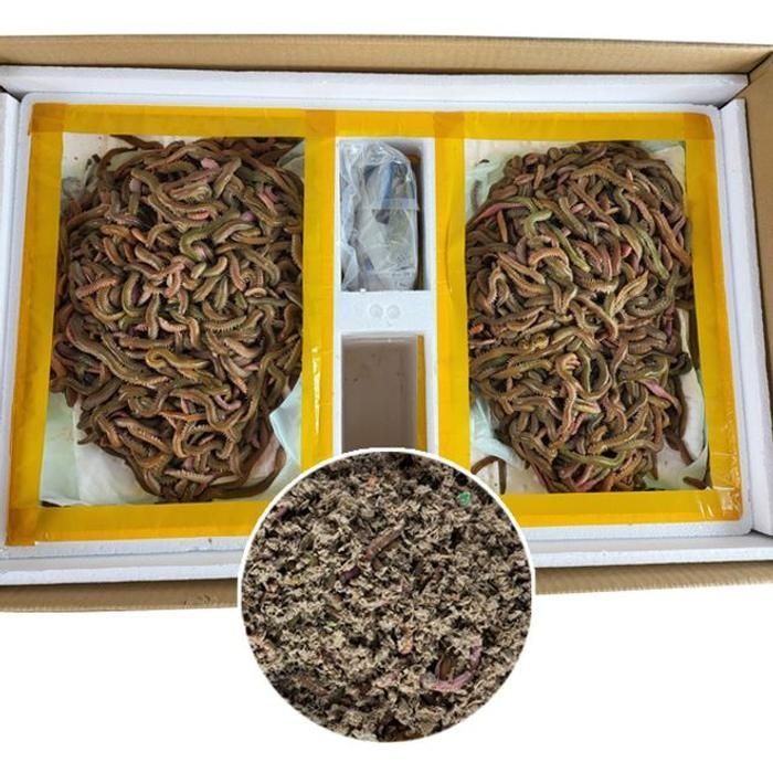 [LFNK6P38_58]생물 미끼 청개비 5og