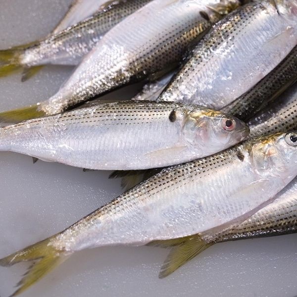 국내산 구이용 제철 전어 500g 5-10미