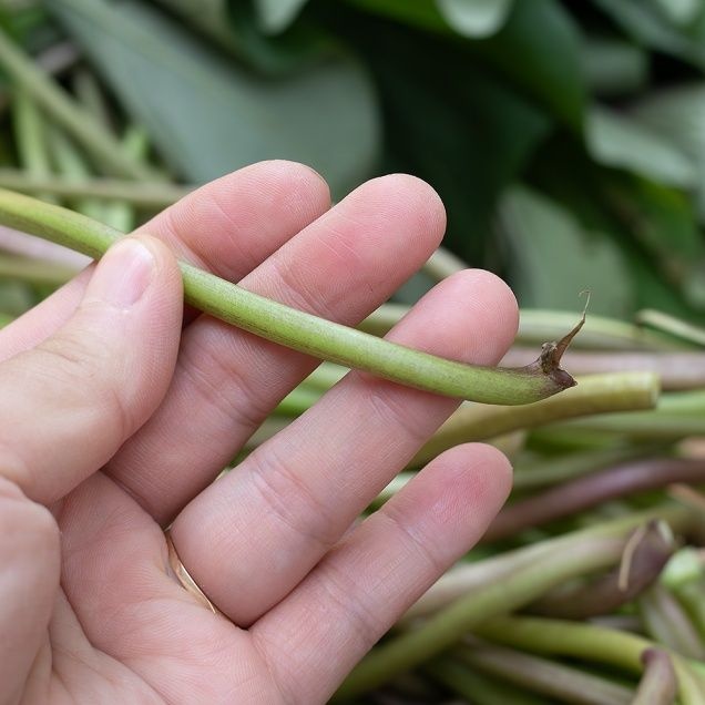 노지 고구마순 고구마줄기 1kg 전남강진 호렙농원