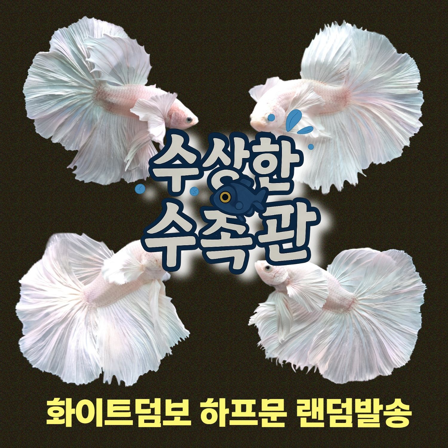 [수상한수족관] [하프문베타 ]솔리드색상 화이트덤보 하프문 수컷 베타 / 1마리 / 랜덤발송