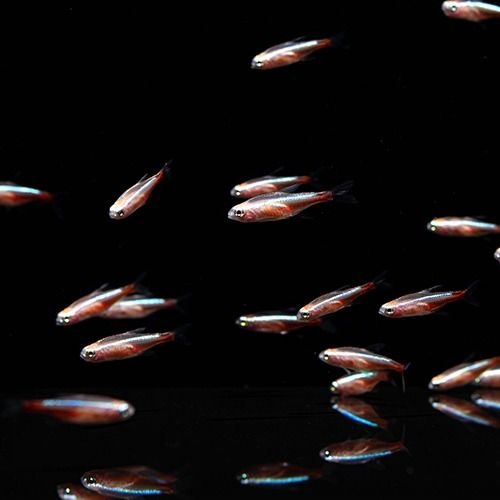 [주니멀열대어]알비노 카디널 테트라 2cm내외 10마리/분양