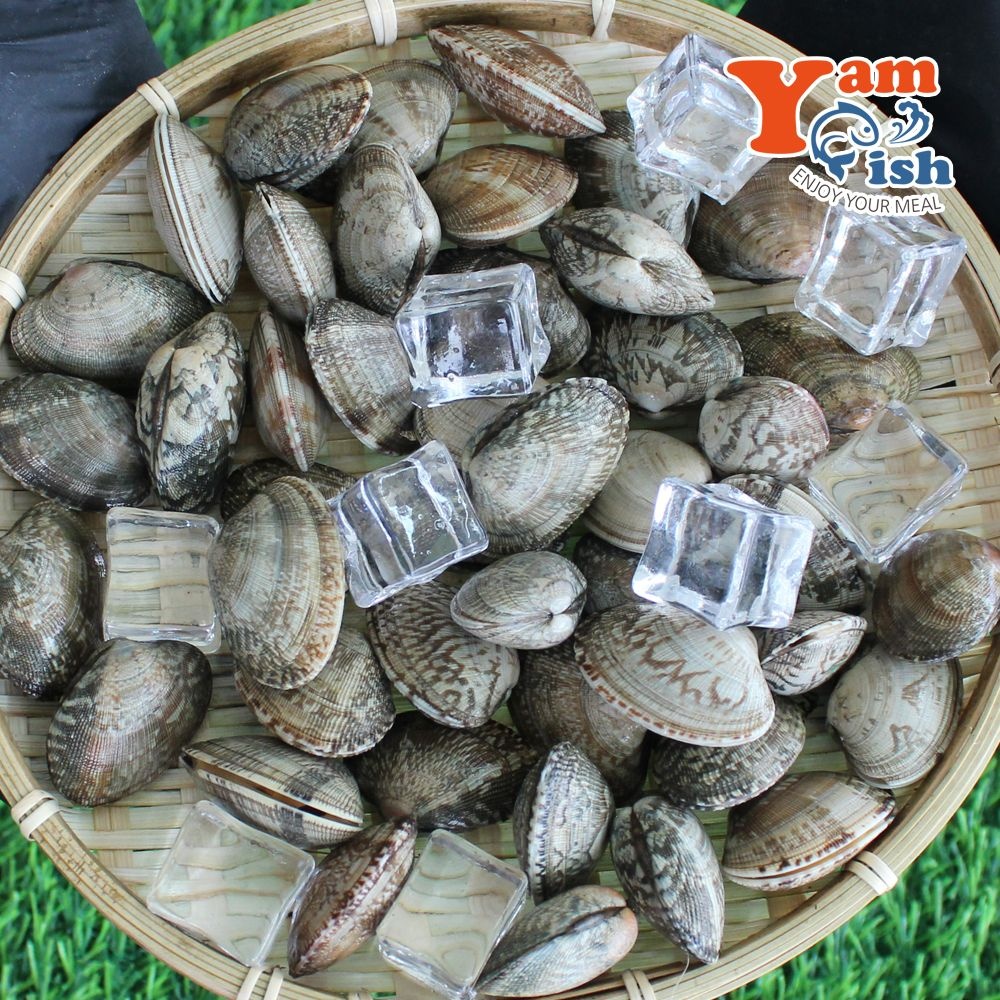 [얌피쉬 협력업체]중국산 왕바지락 2kg