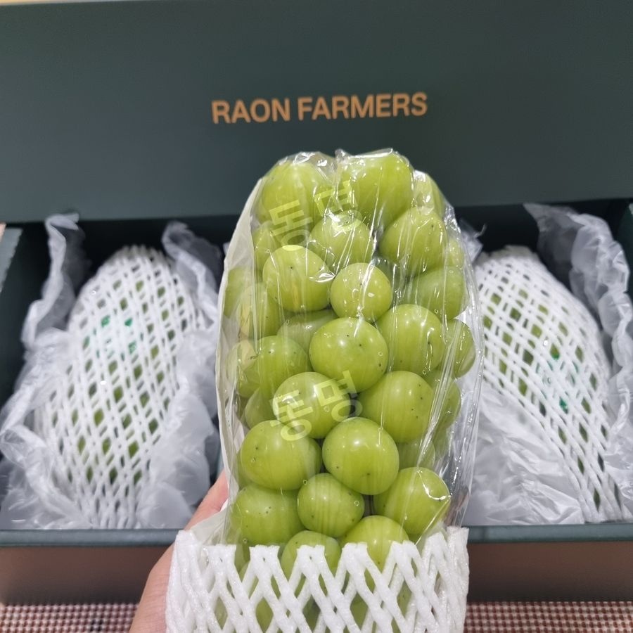 양구니네 고당도 프리미엄 샤인머스켓 과일 선물세트 3수 2KG