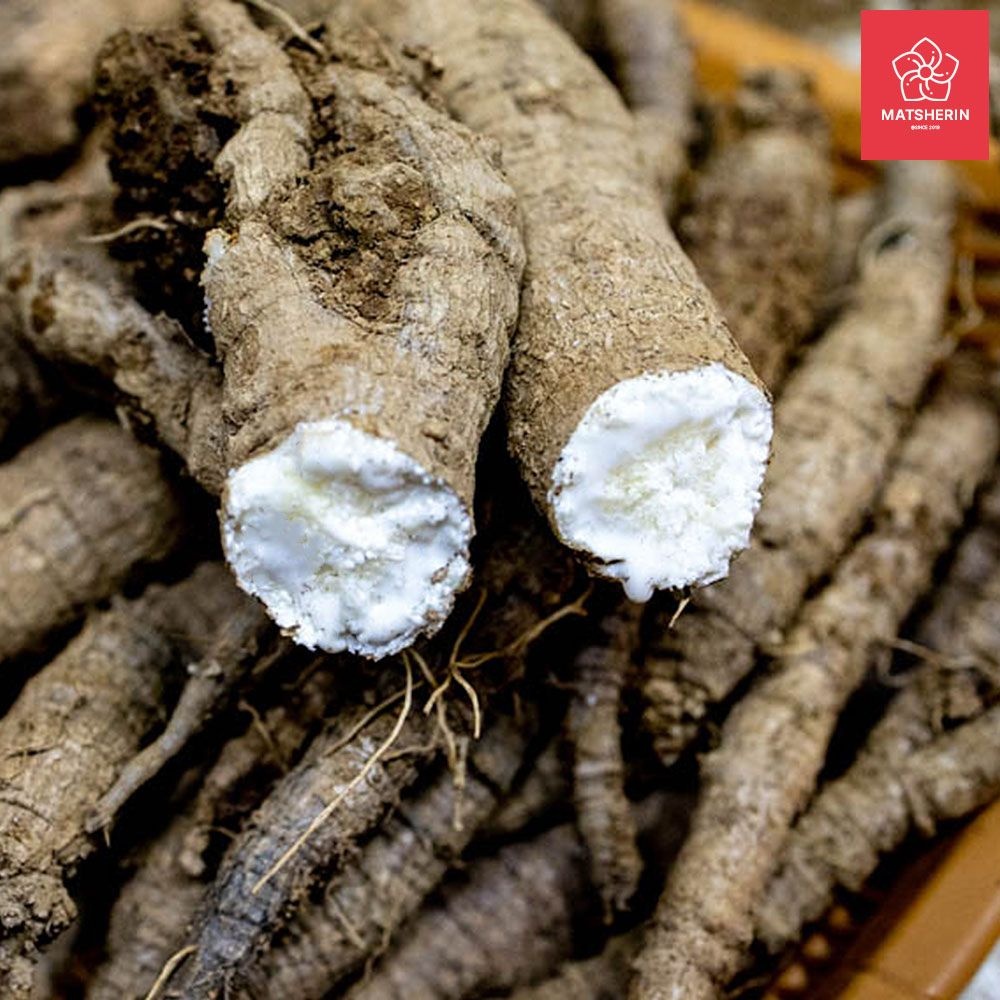 약성 6년근 더덕 산더덕 생더덕 깐더덕 강원도 정선 겨울 야생 제철 국산