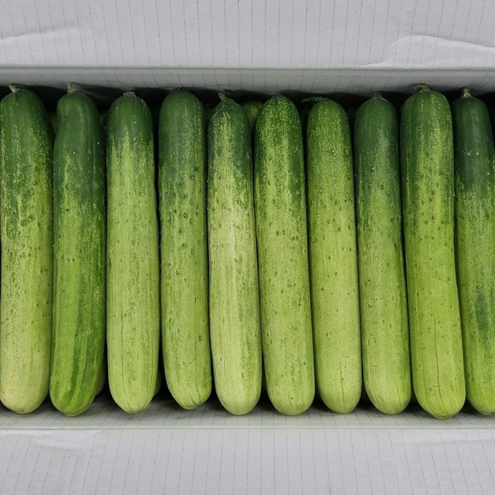 클릭마켓 백 다다기 오이 30개 피클 소박이 김치 무침 오이지 용