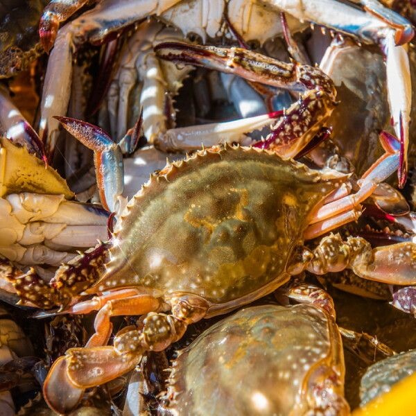 [산해직송] 국내산 서해 활꽃게 숫꽃게 3kg(9-15미 내외) 가을 제철 생물