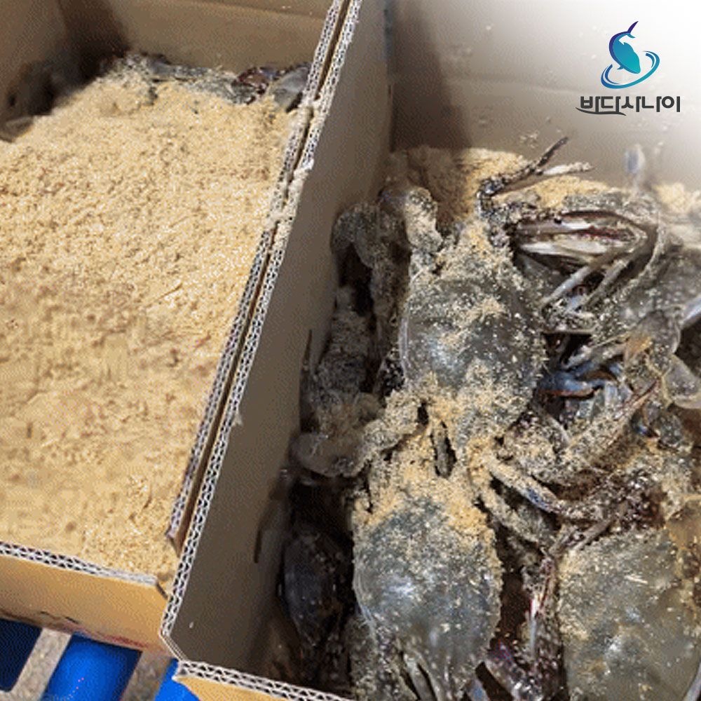 바다사나이 2025 국내산 태안 자연산 활꽃게 암수랜덤 톱밥포장 2kg~3kg (kg당 3~5미) 당일조업/발송/빙장포장