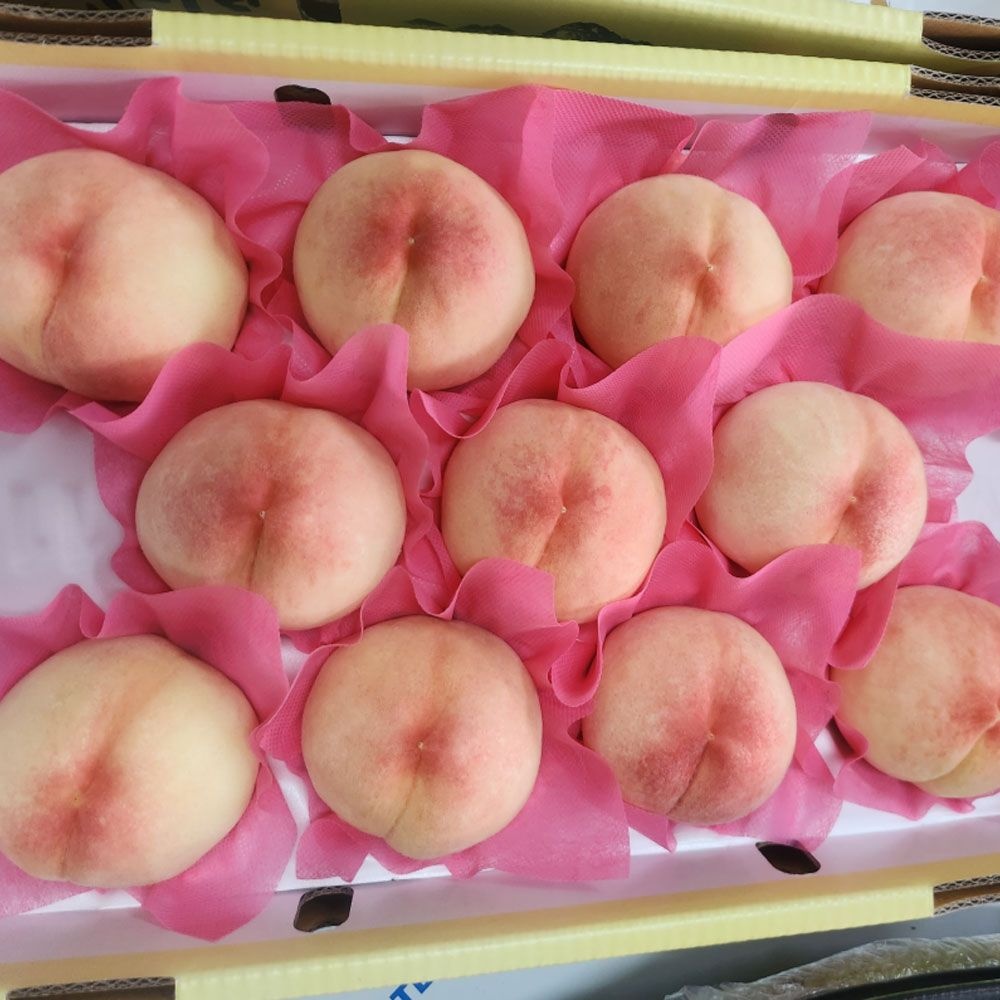 무주 프리미엄 선물용 3대 복숭아 황도 백도 딱딱이 말랑이 산지직송 당일수확 4kg