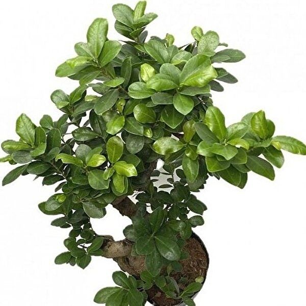 [셀러허브 식품]베하몰 실내 화초 가지마루 펜다 S형 약66cm