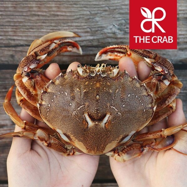 [더꽃게] 태안 황게 大 3kg (9미전후) 국내산 냉동 깨다시꽃게 금게