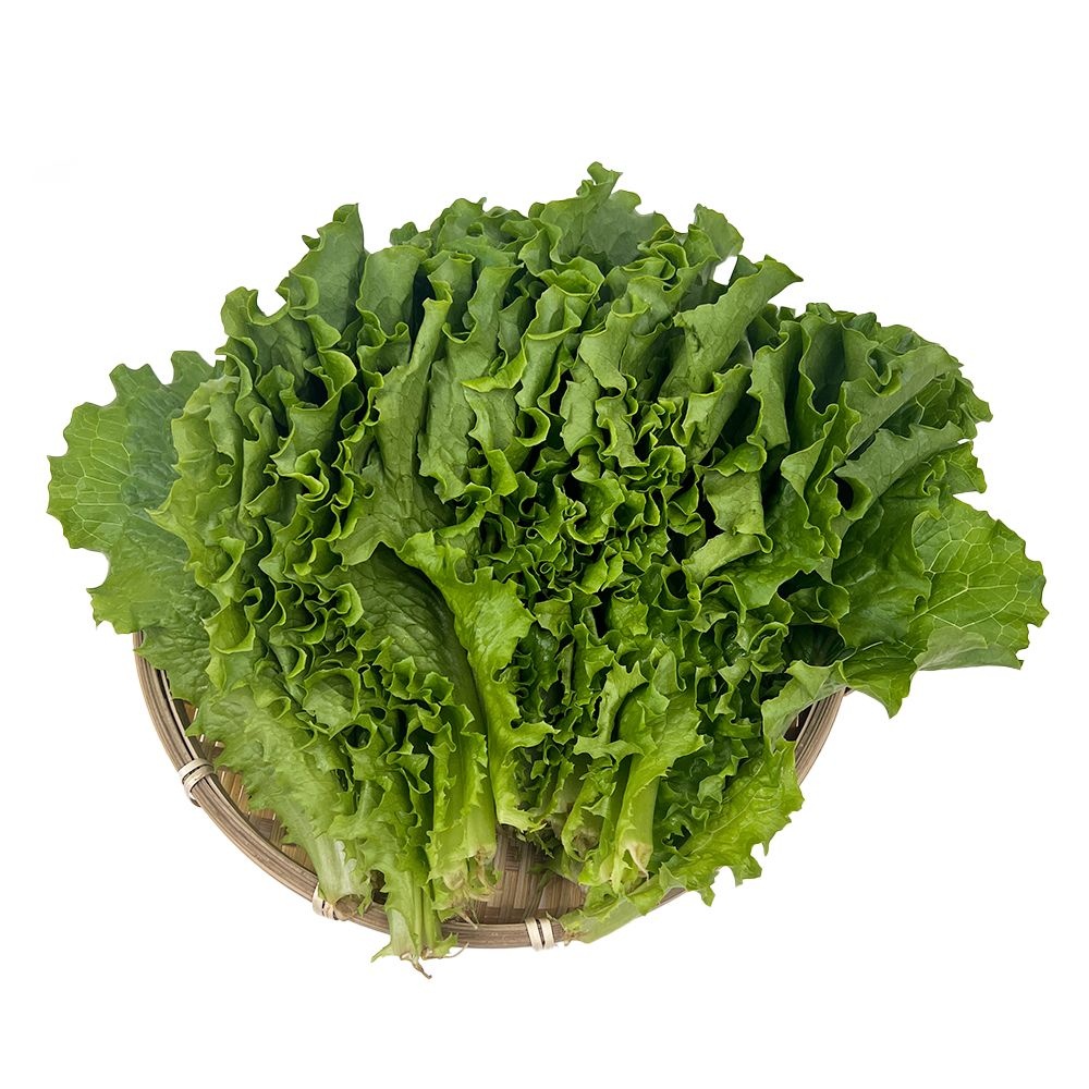 국내산 청상추 쌈용 샐러드야채 샐러드채소 상추 쌈채소 1kg, 4kg