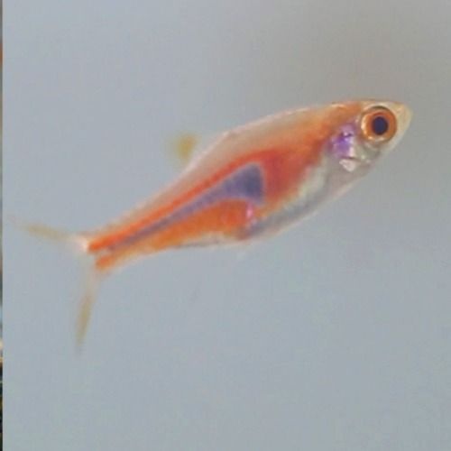 인도네시아 [주니멀열대어]라스보라 할리퀸 10마리 (라스보라슬랜더)2.5cm내외/분양