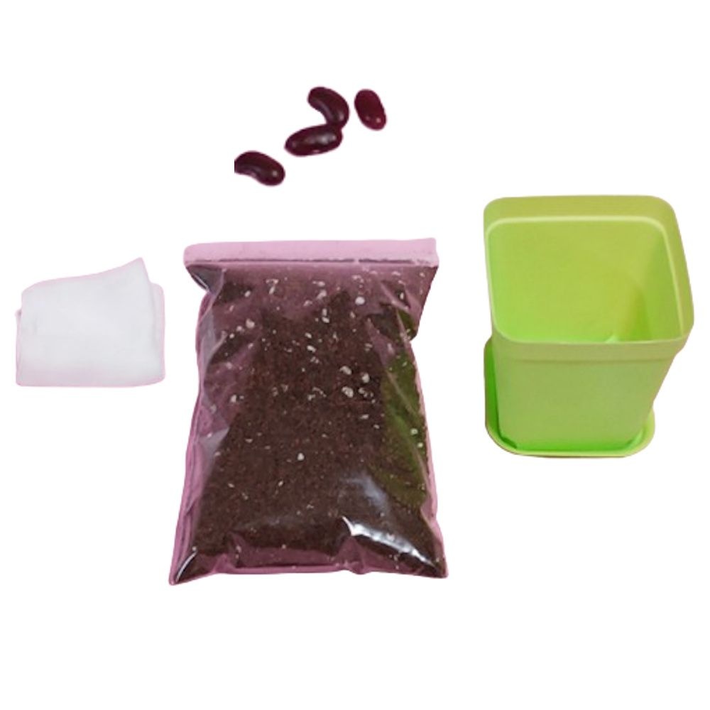 5인용 강낭콩키트 식물 한살이 과학교구 어린이 초등