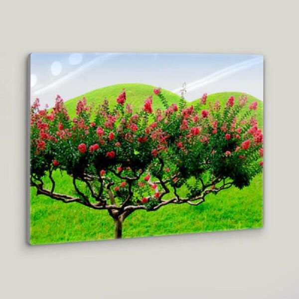 (현대Hmall) 아트박스/꾸밈 da374-폼아크릴액자58CmX38Cm_싱그러운배롱나무