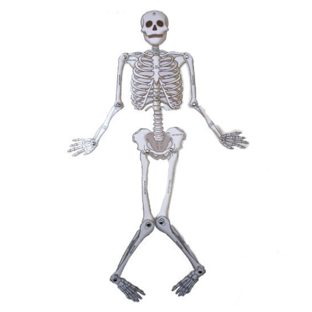 인체해부 장기 뼈 맞추기 학습용 퍼즐 생명교실 인체공부 수업용