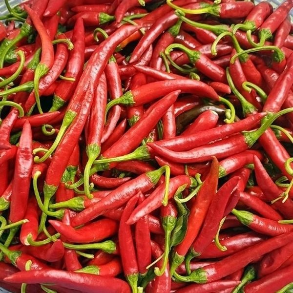 싱싱 국산 홍 청양 고추 3kg 특 청양 홍고추 빨간고추 청량고추 붉...