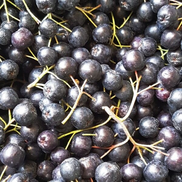 [푸드맛봄] 전북 고창 햇 아로니아 냉동과 최상품 5kg/줄기제거안됨