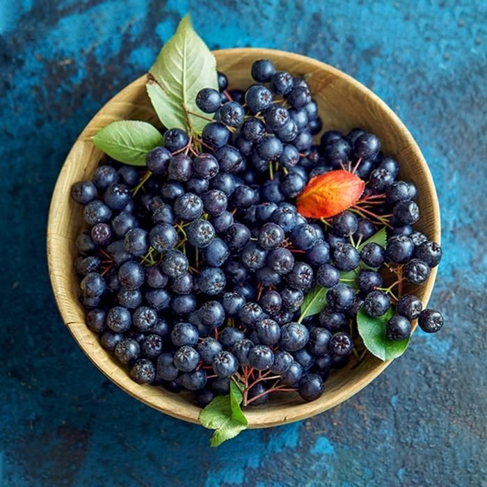 아로니아  햇 생과 열매 생 아로니아 5kg