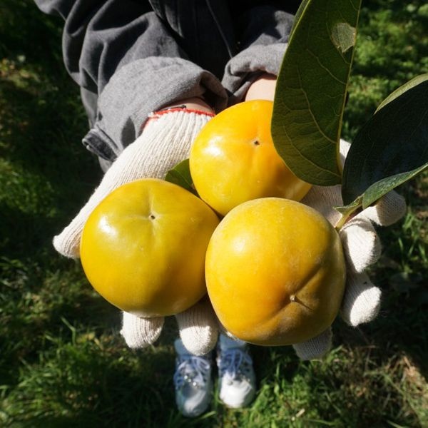 [온누리상품] [25년_햇 단감] 첫출하_진영단감 2.5kg-10kg [중소과/중대과/특대과]