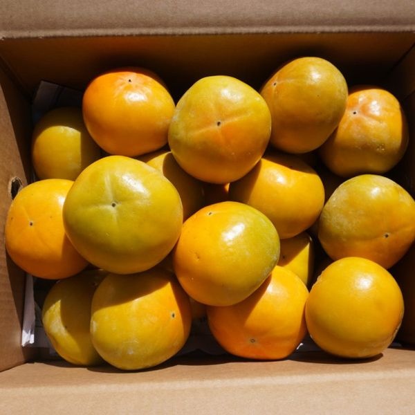 [25년_햇 단감] 첫출하_진영단감 2.5kg-10kg [중소과/중대과/특대과]