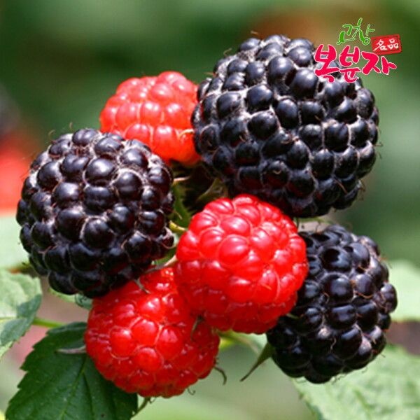 프레시데이 [프레시데이] [고창특산물] 명품 고창 토종 복분자 생과 로얄특품 5kg (급냉)