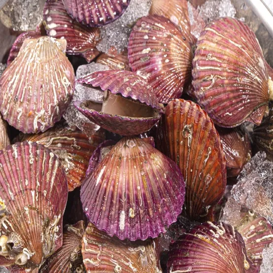 제철 선별 세척 통영  홍가리비 1kg (kg 당 19미 내외)