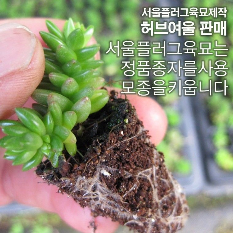 별솔세덤 다육모종 (애기별세덤노지월동) 5개 (서울육묘생산 허브여울판매 정품다육모종)