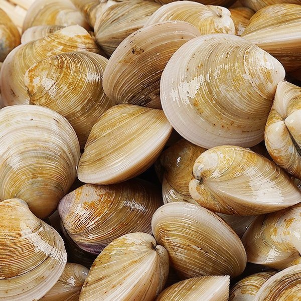 (현대Hmall) [지투지샵] 생물 모시조개 3kg