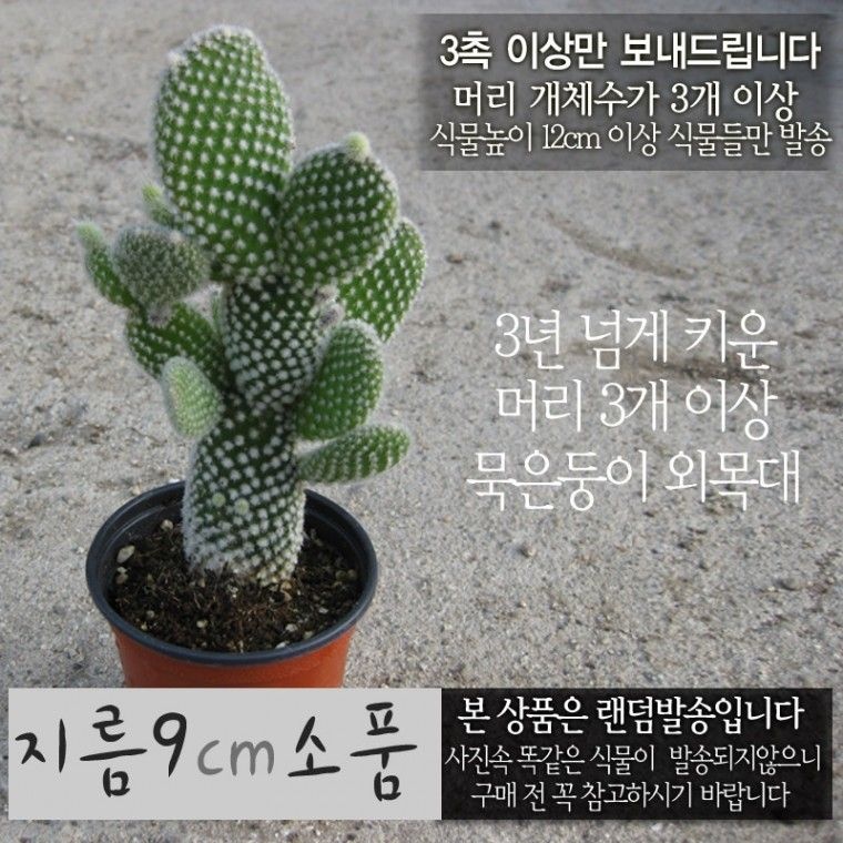 허브여울 선인장  백도선 묵은둥이 외목대 (토끼선인장) 지름 9cm 소품다육화분 (좋은흙만 사용한 건강한식물)