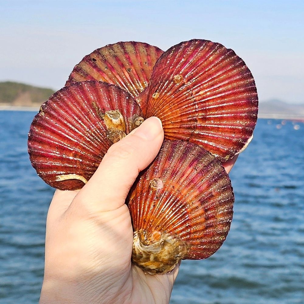 산해직송 (현대Hmall) 통영 홍가리비 비단 가리비 5kg(100-125미 내외)